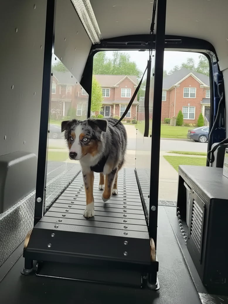 Forfait 4 courses (2 chiens)